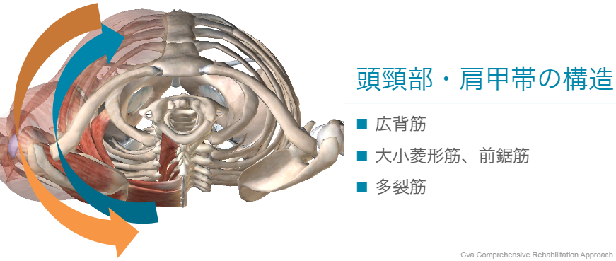 頭頚部・肩甲帯の構造
